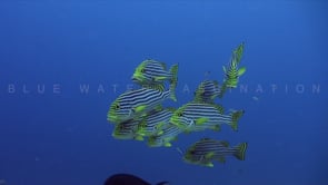 1944_Shoal oforiental sweetlips close up