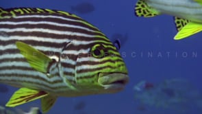 1946_Oriental Sweetlips close up