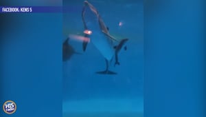 Chicago Welcomes New Baby Dolphin