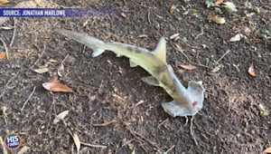 Hammerhead Shark Falls Out of the Sky
