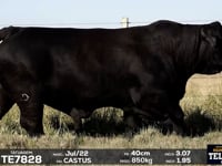 Lote 01