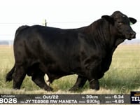 Lote 06