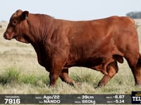 Lote 08