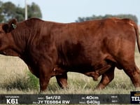 Lote 11