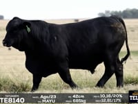 Lote 12