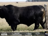Lote 17