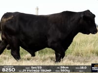 Lote 18
