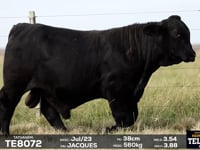 Lote 20
