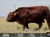 Lote 31