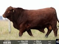Lote 33