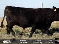 Lote 36