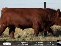 Lote 38