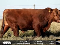 Lote 37