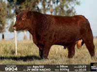 Lote 39