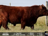 Lote 43