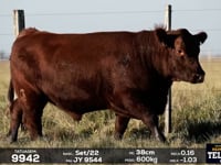 Lote 44