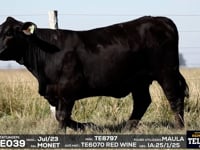 Lote 63