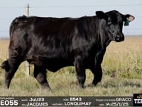 Lote 64