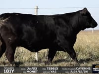 Lote 66