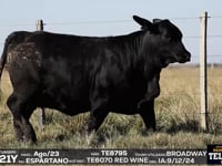 Lote 65