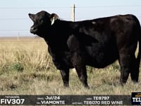 Lote 68