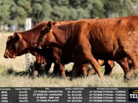 Lote 76