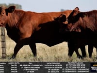 Lote 79