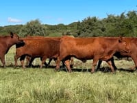Lote 81