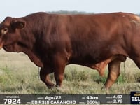 Lote 09