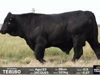 Lote 24