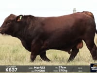 Lote 29