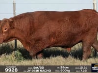 Lote 40