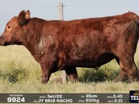 Lote 41