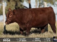 Lote 42