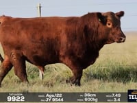 Lote 45