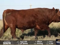 Lote 46