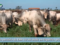 Ciclo Pecuário - Leilão EMA