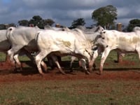 Lote 09