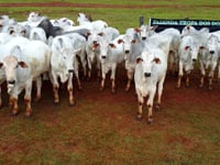 Lote 11