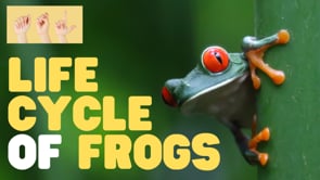 ASL Life Cycle of Frogs