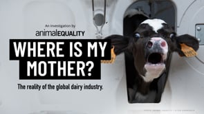 Breaking Investigation: Animal Equality uncovers abuse at dairy farms in Spain