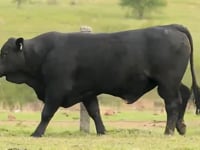 Lote 48