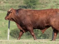 Lote 52