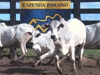 Lote 20