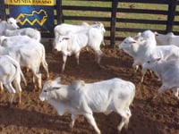 Lote 22