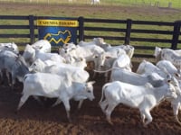 Lote 23