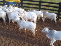 Lote 24