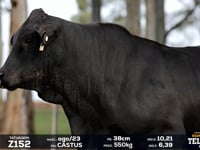 Lote 62