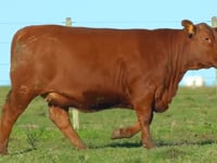 Lote 67