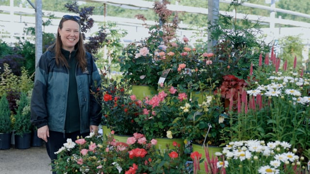 How to Grow Knock Out® Roses